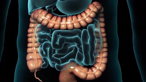 Human digestive system with transparent blue body