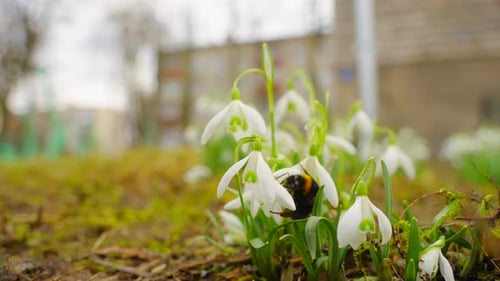 Bumble Bee on White Spring Flowers in Yard