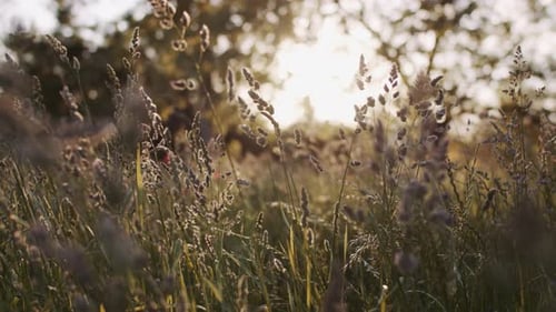 Hierba del campo meciéndose con el viento al atardecer.