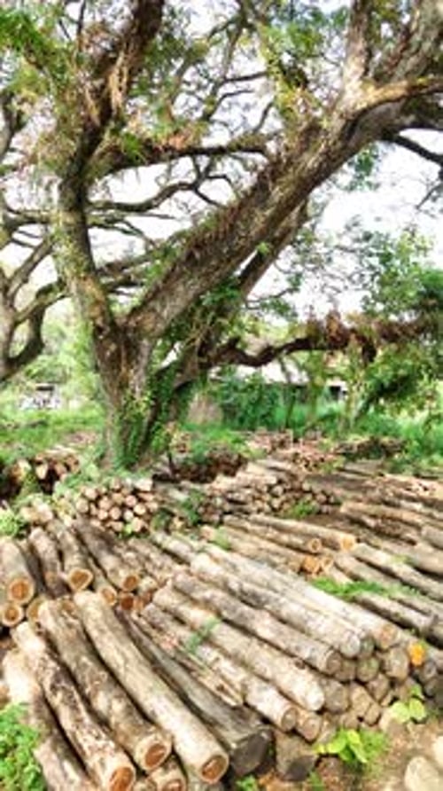 Logs Stacked Near a Large Tree