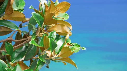 Ramas de árboles con hojas verdes y amarillas sobre fondo de cielo azul.
Verde