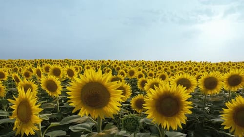 Sunflower Field in Summer Morning Sunshine