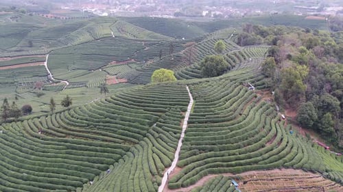 Tea plantation in mountain