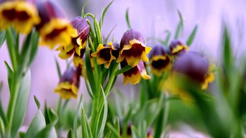 Fritillaria-Blumen, die auf offenem Feld wachsen