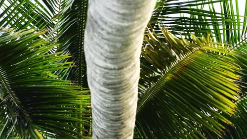 Green palm trees with blue sky background. Close-up bottom view of palm tree with coconuts taken fro