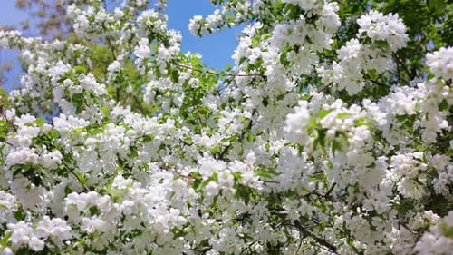 Apple Tree Beauty White Flowers Branch Leaves Spring Garden Landscape Panorama Sunny Blue Sky