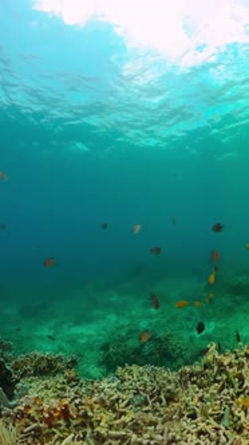 Colorful Tropical Fish Swim Over Coral Reef