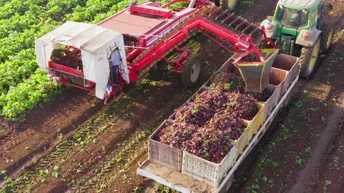 Sugar Beet root Harvesting process, Early morning aerial follow footage.