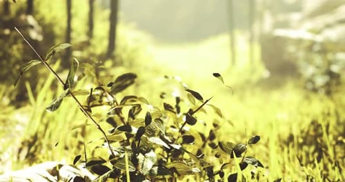 Bright Green Plants Capturing Sunlight in a Serene Outdoor Setting