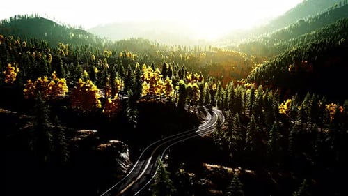 An Empty Road Cutting Through a Lush Forest at Sunset
