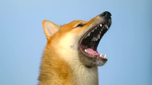 Shiba Inu Dog Yawns in Close Up