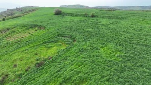 Blick auf das grüne Weizenfeld von der Drohne