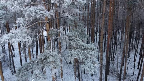 Winter Nature Concept