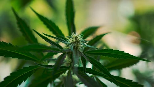 Cannabis plant moving the wind in sunlight. Green Marijuana THC flower leaf buds. Close up drug plan