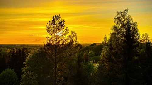 sunrays backlithing on coniferous forest at sunset, summer timelapse shot