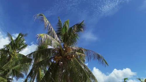 Palm Trees Swaying in Breeze Against Blue Sky