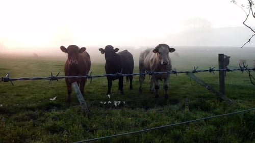 Cows Standing Behind Fence in Misty Field at Dawn