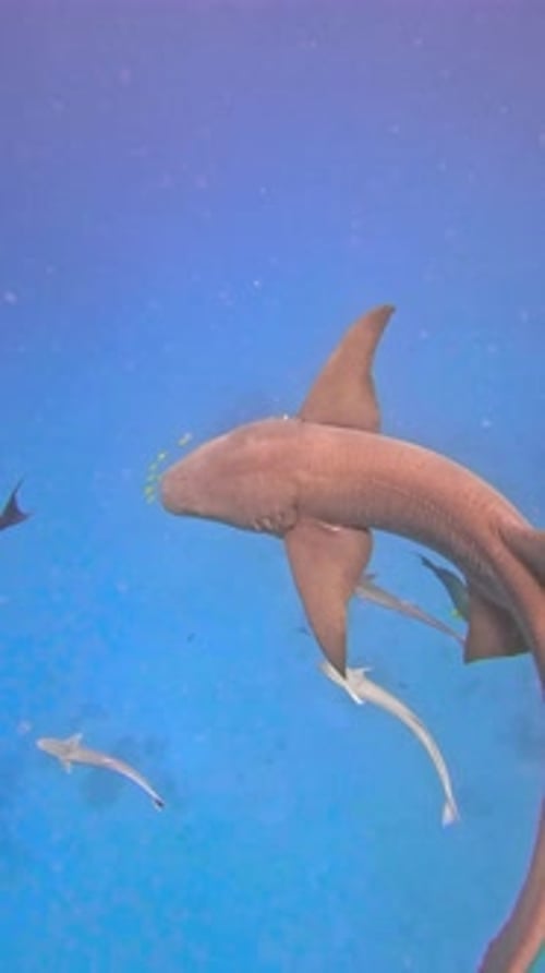 Shark Swimming in Clear Blue Waters of the Maldives Surrounded By Smaller Fish