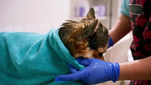 Dog Getting Dried with Blue Towel