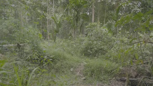 Beautiful Green Forest Durian Farm,Sarawak,Borneo.