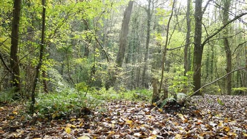 Colourful October season golden yellow Autumn forest trees and leaves foliage scene dolly left