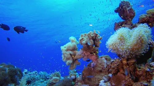 Underwater Sea Sea Corals