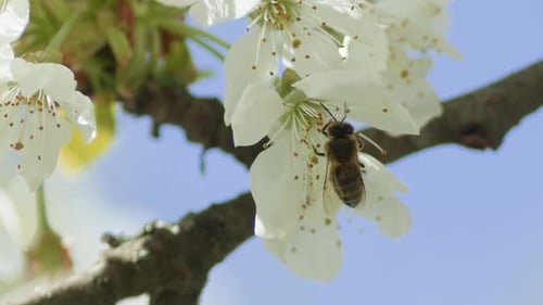 A Honey Bee Flies Away After Collecting Pollen From Cherry Blossoms