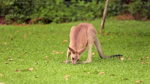 Eastern Grey Kangaroo Poised in Lush Green Habitat