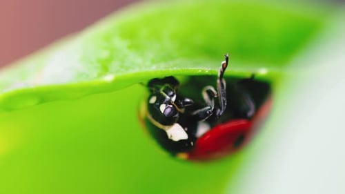 Ladybug on the Leaf of a Plant