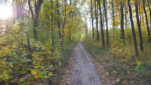 Camera Moves Along Path Among Autumn Forest at Sunny Day View of Walks Along Trail Through Woodland