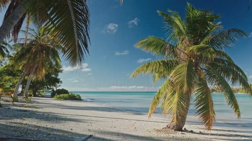 Beautiful Tropical Beach with Clear Blue Waters and Palm Trees Under a Sunny Sky