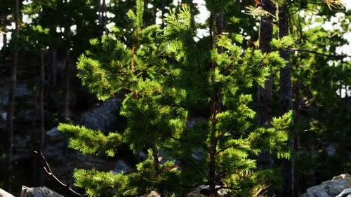 Lush Green Pine Tree Illuminated By Sunlight in a Dense Forest Setting