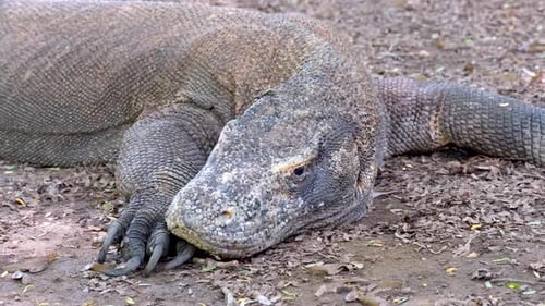 Großer Komodowaran, der sich auf der Insel Komodo ausruht, Energie spart und seine Augen schließt, Komodo National