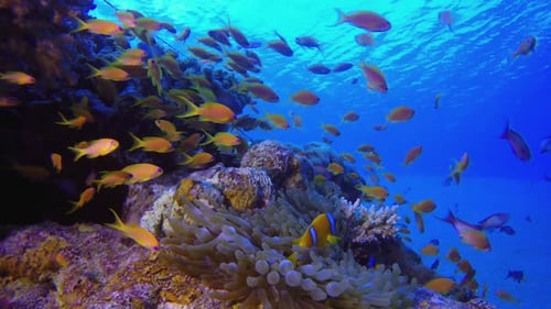 Underwater Tropical Clownfish Blue Sea