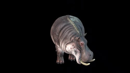 Pygmy Hippopotamus 3D Rotation Animation