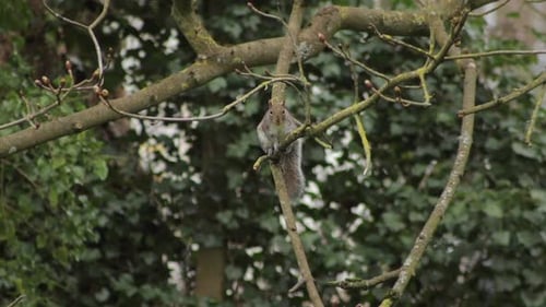 Grey Squirrel Perched On Swaying Tree Branch With A Nut In Its Mouth Daytime Borehamwood Hertfordshi