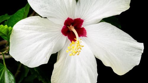 White Hibiscus Flower Blooming in Time Lapse