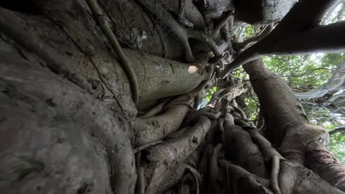 Botany is one of the longest living plants . The main trunk of this tree dies, and later on, the tru