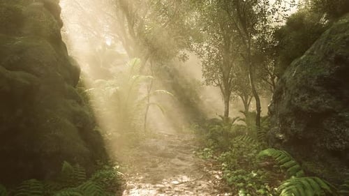 Sunlight Streaming Through Trees in a Tranquil Forest Path at Dawn