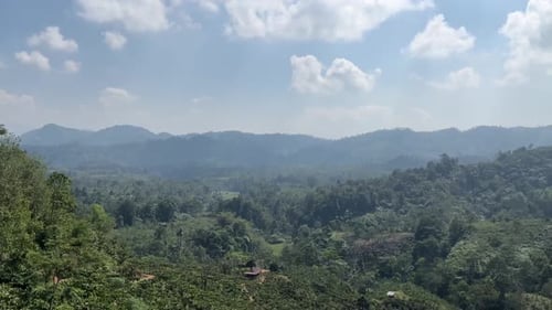 natural mountain forest