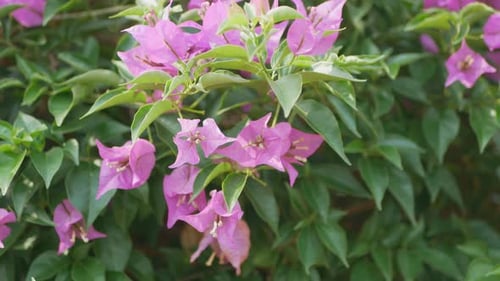 Pink Bougainvillea Flowers Blooming in Tropical Setting