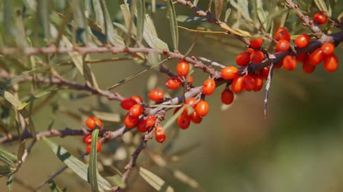 Baies d'argousier biologique orange poussant sur un arbre en gros plan avec une faible profondeur de champ prêtes à l'emploi