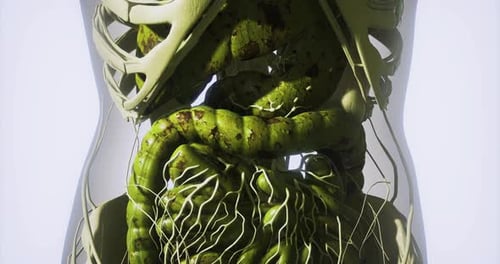 Detailed Visualization of Internal Organs Anatomy