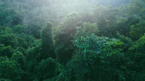 Aerial Shot Camera Flies to Palm Trees Beautiful Tropical View of the Jungle and Mountains
