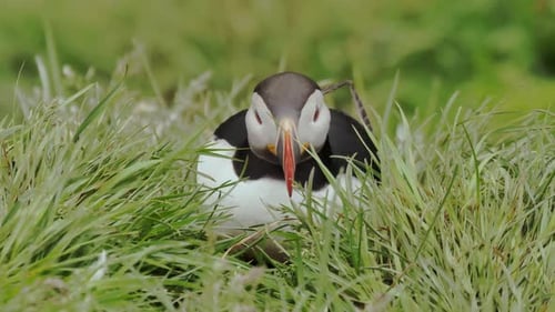 Relaxed puffin in Iceland sitting on green grass on the Westfjords, on a medium shot