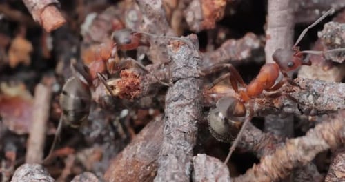 Ant close-up in the wild.