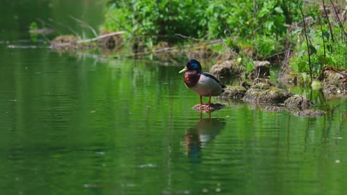 Colorful Duck Standing on Rocks in a Pond