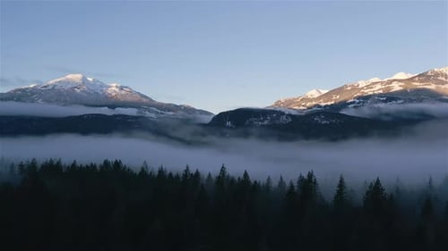 Green Trees in Forest with Fog and Mountains