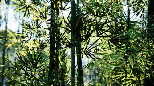 A Group of Bamboo Trees in a Forest