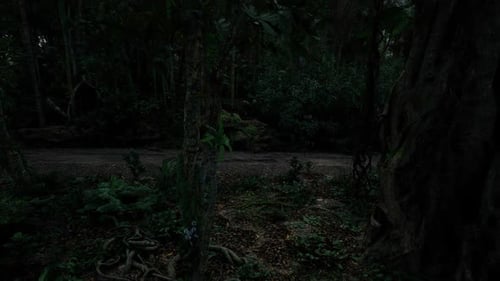 Darkness Envelops the Forest Path As Night Falls in the Wilderness